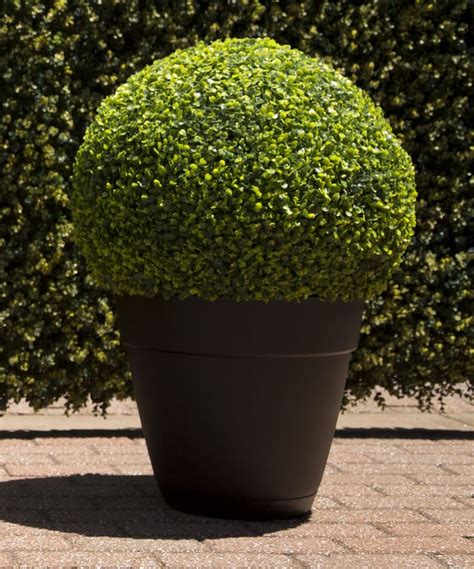 amazon topiary